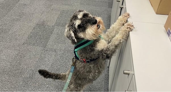 A grey, black and white ADAPTIL office pup leaning up on a filing cabinet, looking into the camera. They have a green harness and lead on.