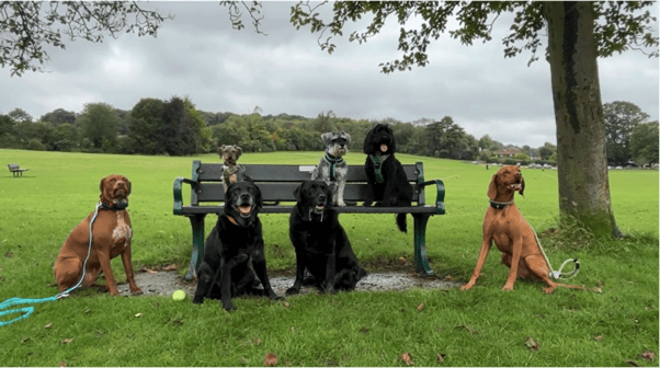 A group of dogs of different breeds sat together in a field. Three of the smaller dogs are sat on a bench behind the four bigger dogs.