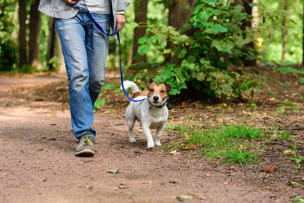Man walking a small dog on a loose leash down a woodland path.