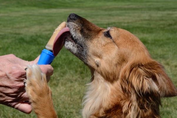 Dog licking a frozen treat from their human’s hands.