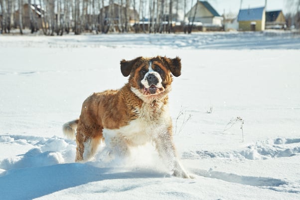 St Bernard dog playing in the snow.