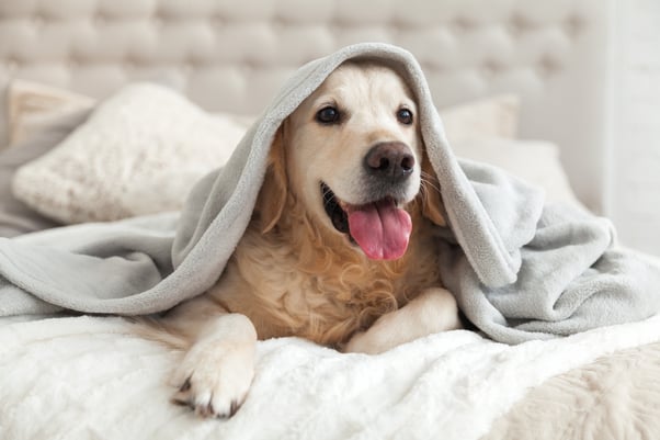 Labrador lying on a bed with a blanket on its head.