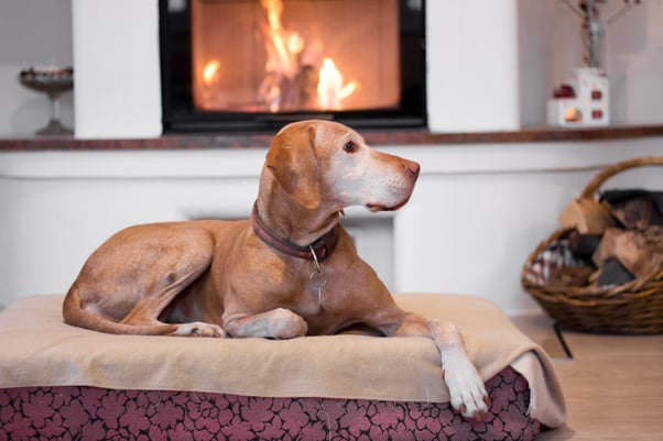 Older dog relaxing on a dog bed in front of a fireplace.