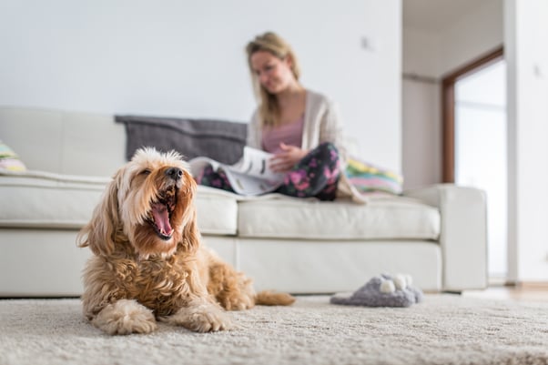 Dog lying on the floor yawning with a human on the sofa.