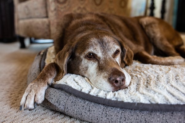 Older dog relaxing on a dog bed indoors.