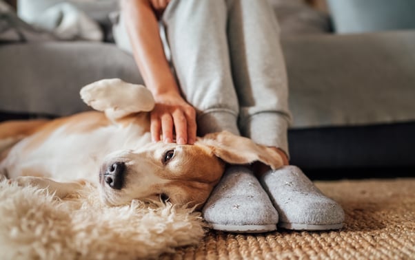 Relaxed Beagle lying on the floor at a woman’s feet.