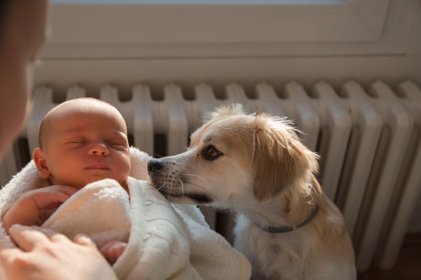 Small dog sniffing and inspecting a new baby.