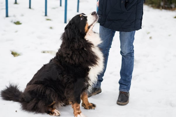 Human stood next to a Bernese Mountain Dog in the snow.