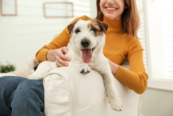 Happy Jack Russell dog sitting on a woman’s lap in an armchair.