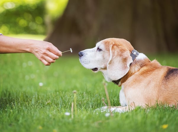 An old dog smelling a flower.