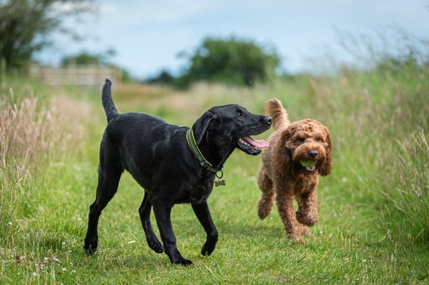 Two dogs playing together in a field.