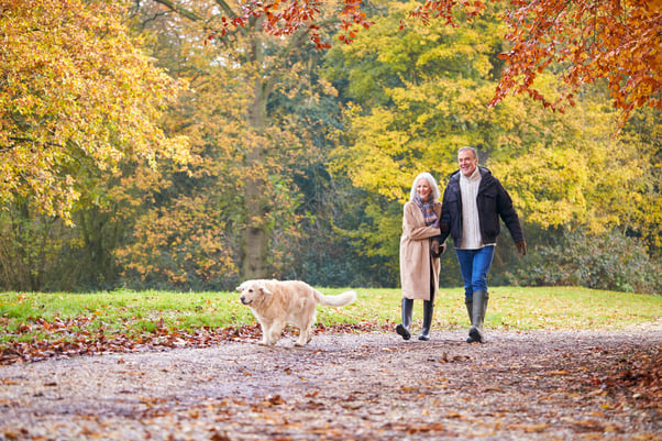 Dog on a walk with humans through a park in autumn.