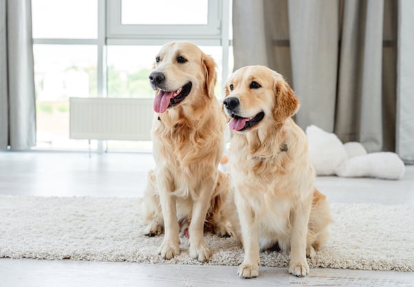 Pair of Golden Retriever dogs sat together on a carpet.