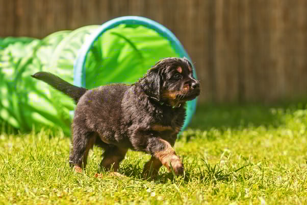 Puppy playing outside with tunnel toy.