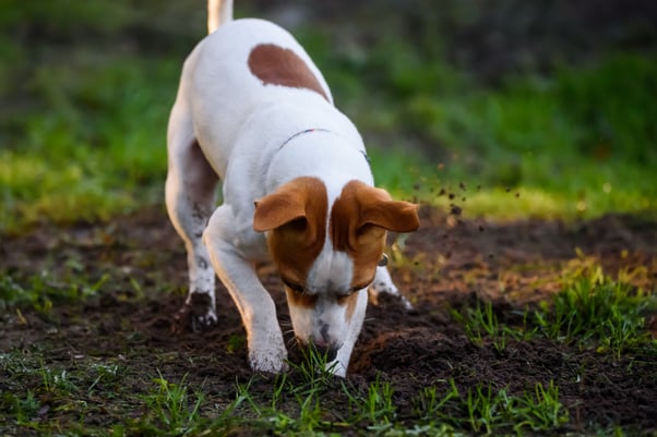 Jack Russell Terrier digging a hole in the garden.