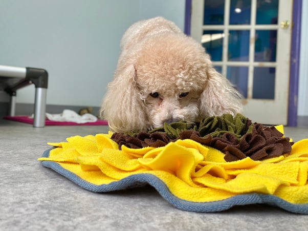 A cream coloured Poodle sniffing at their yellow and brown snuffle mat.
