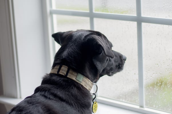 A black dog looking out of the window at a rain storm.