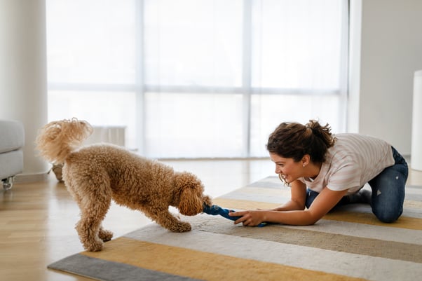 A woman playing tug of war with her dog at home on a striped rug.