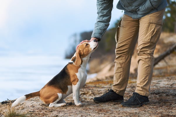 Man petting dog while out for a walk.