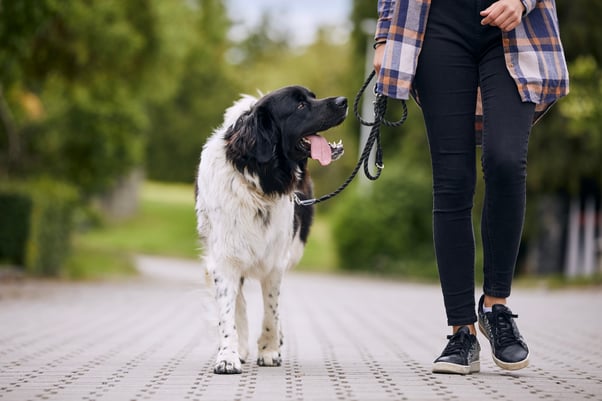 Happy Czech mountain dog on a walk.