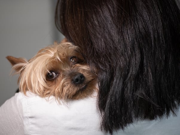 Yorkshire terrier dog not comfortable with being hugged.