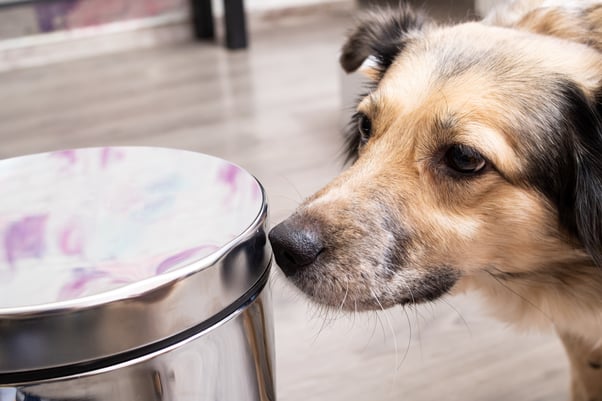 Dog sniffing around a bin.