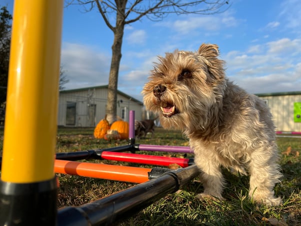 A small, older dog standing next to an outdoor obstacle course.