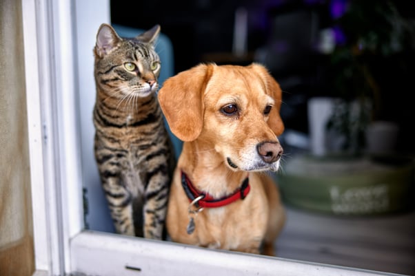 Dog and cat looking outside of the window together.
