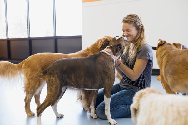 shutterstock_2141596435Woman volunteer playing with a group of dogs.