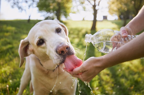 Labrador drinking water from a plastic bottle on a sunny day.