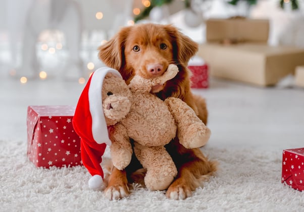 Dog looking into the camera holding a teddy bear wearing a Christmas hat in their mouth.