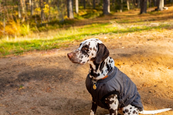 Dalmatian wearing a coat while outside on a walk.