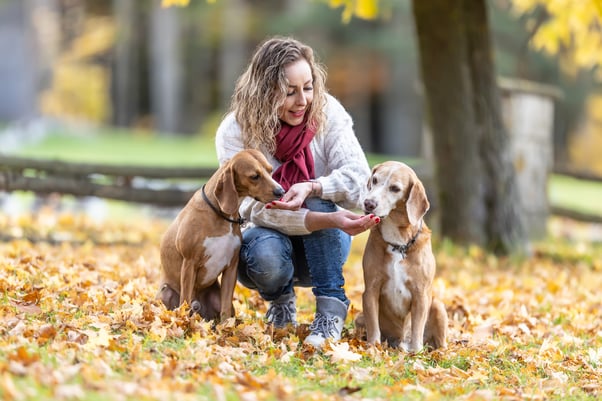 Woman training two dogs with treats outdoors.
