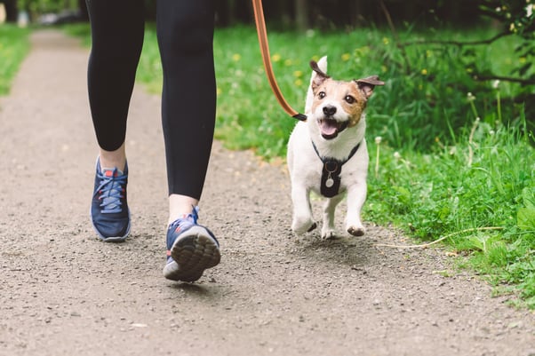Jack Russell Terrier on a walk beside a woman’s running legs.