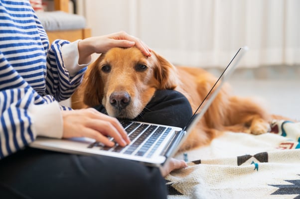 Sleepy dog resting with their head on a woman’s lap.