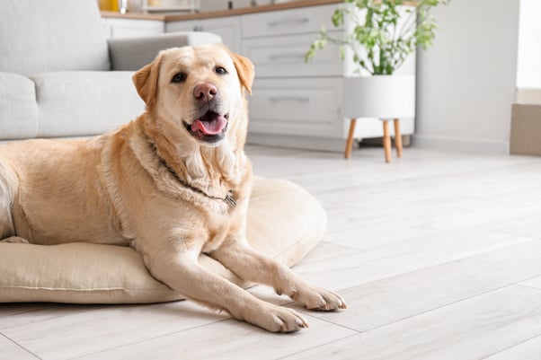 Labrador lying on dog bed at home.