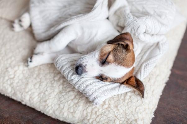 Dog sleeping soundly in their fleece lined bed with a cable knit blanket.