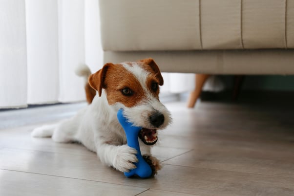 Dog distracted with chew toy