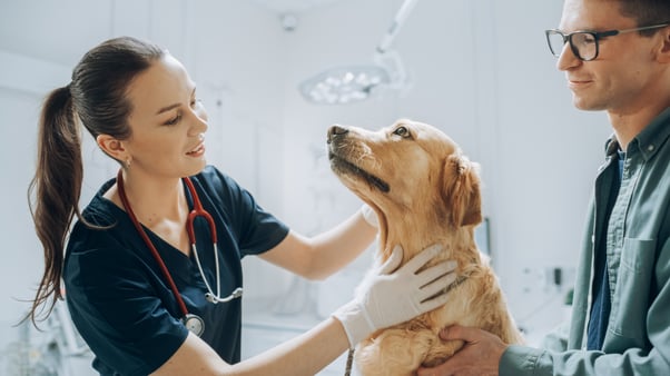 Golden Retriever dog receiving a check over at the vet.