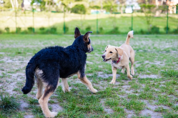 Two dogs meeting at the dog park.