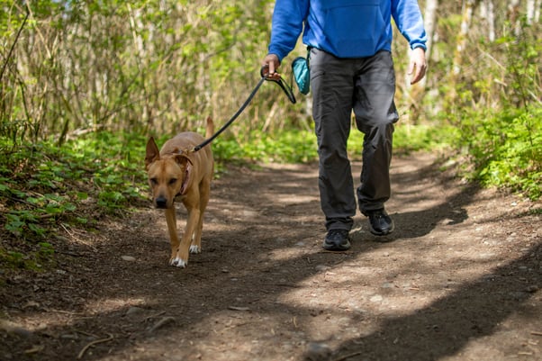 Human walking a dog outdoors on a woodland track.
