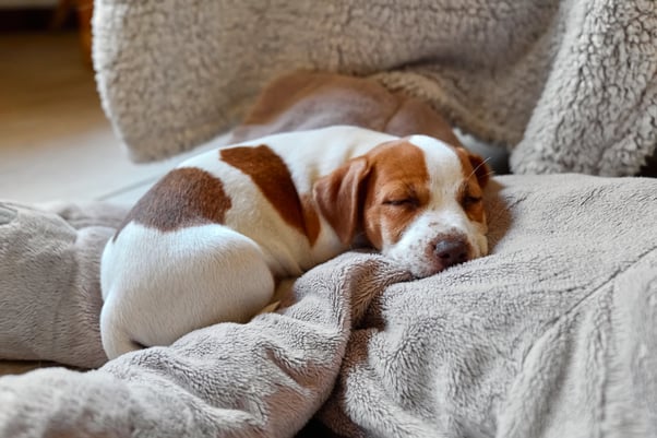 shutterstock_2346864615Puppy sleeping on fluffy blankets.