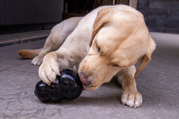 Labrador playing with a frozen dog treat in a Kong chew toy.