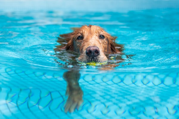 Golden Retriever playing in a swimming pool.