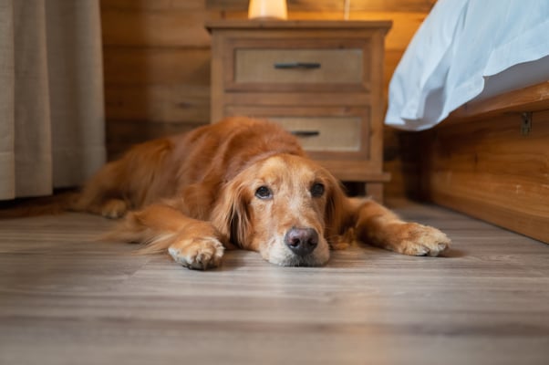 Dog with golden fur lying on a bedroom floor.