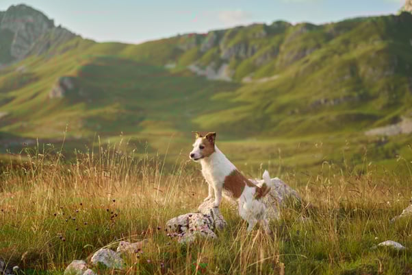 Jack Russell Terrier exploring outdoors with mountains in the background.