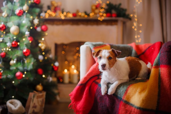 Jack Russell dog sitting on the sofa at Christmas.