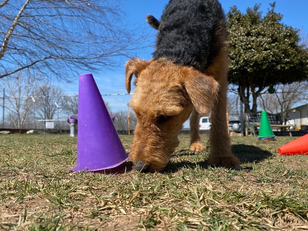 Dog playing a scent game outdoors with colourful cones.