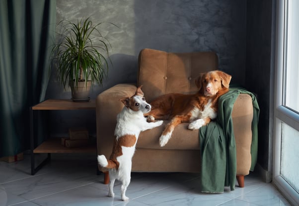 A dog resting on an armchair while their companion dog leans on the chair with their front paws, looking into the camera.
