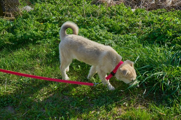 A dog on a walk wearing a red collar and lead, sniffing the grass.